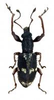 Entiminae Gen sp18