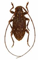 Atrypanius spretus (Bates, 1864)