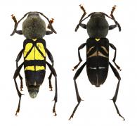 Mecometopus globicollis (Laporte & Gory) 1835 ♂ & ♀