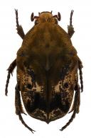 Hoplopyga ocellata (Gory & Percheron, 1833)