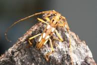 Eburodacrys sexmaculata
