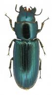 Temnoscheila colossus (Serville, 1828)