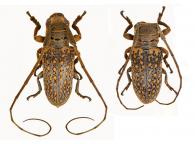 Oncideres voetii  Thomson, 1868 ♂ & ♀