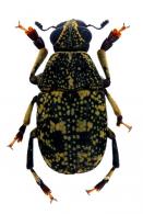Phaenithon irroratus Jekel, 1855