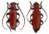 Adiposphaerion rubrum  Martins & Napp, 1992  ♂ & ♀
