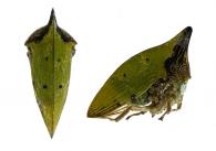 Notogonioides costigerus (Butler, 1878) 