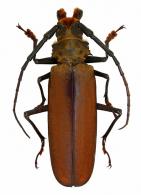 Orthomegas sylvainae  Audureau, 2011