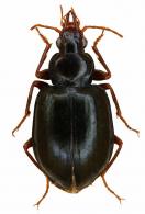 Diploharpus sp1