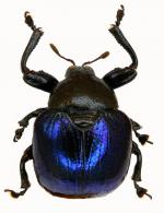 Hybolabus sp2