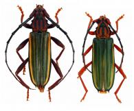 Chlorida festiva (Linnaeus, 1758) ♂ & ♀