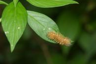 Megalopygidae Gen sp