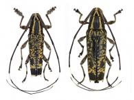 Colobothea elongata  Thomson, 1860  ♂ & ♀