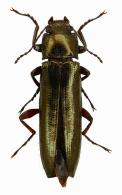 Acropteron sp2