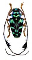 Phacellus boryi  (Gory, 1832) 