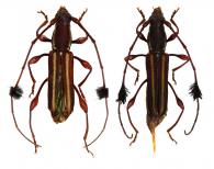 Cosmisoma angustipenne  Zajciw, 1958 ♂ & ♀