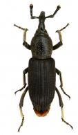 Mesocordylus cf apiciclava  Vaurie, 1970