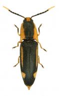 Platycrepidius albipes Castelnau, 1840