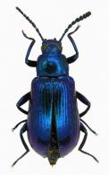 Otocerus cyanescens Pic, 1918