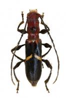Neoibidionini Gen sp G67