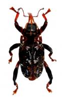 Zygops buffo  Desbrochers, 1890