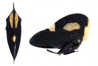 Membracis confinis ()