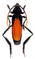 Polyschisis hirtipes (Olivier, 1792)
