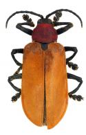 Alurnus grossus Fabricius, 1775