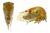 Amblyophallus sp1