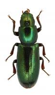 Temnoscheila sp2