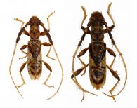 Compsibidion basale  (White, 1855) ♂ & ♀