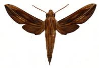 Xylophanes thyelia thyelia  (Linné, 1758)