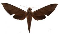 Pachylia darceta  Druce, 1881