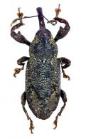 Heilipodus pertyi (Schonherr, 1843)