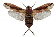 Fulgoridae Gen sp3