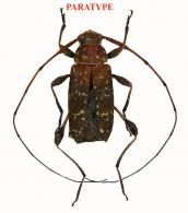Anisopodus bispinosus Audureau, 2026 PARATYPE