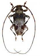 Leptocometes spizi  (Melzer, 1934)