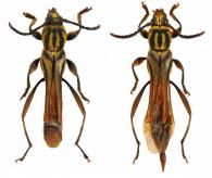 Odontocera ornaticollis Bates, 1870 ♂ & ♀