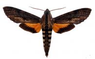 Erinnyis alope alope  (Drury, 1773)