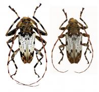 Oreodera albata  Villiers, 1971   ♂ & ♀