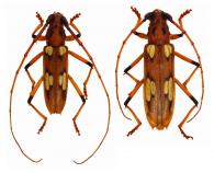 Eburodacrys perspicillaris  (Erichson in Schomburg, 1848)   ♂ & ♀                            