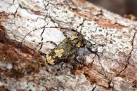 Neoeutrypanus nobilis