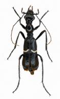 Ctenostoma (Ctenostoma) succinctum  (Laporte de Castelnau, 1834)