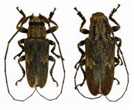 Hesychotypa jaspidea  (Bates, 1865)  ♂ & ♀
