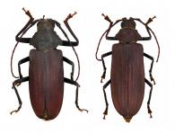 Protorma costifer (Thomson, 1877) ♂ & ♀