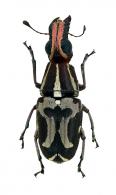 Gymnognathus iris Jordan, 1937