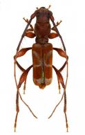 Epropetes ozodiformis  Martins & Napp, 1984