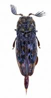 Balgus obconicus Bonvouloir, 1875