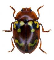 Iphiclus (Neobarytopus) hebraicus (Lacordaire,1842)