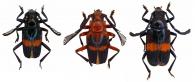 Flabellomorphus longus  Galileo & Martins, 1990 ♂ (var.)  & ♀
