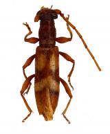 Neoibidionini Gen sp G73